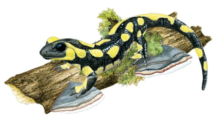 Salamandre | Salamandre, Illustration, Dessin d'animal