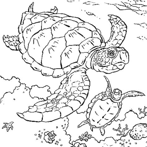 Tortue marine | Tortue marine, Dessin, Coloriage