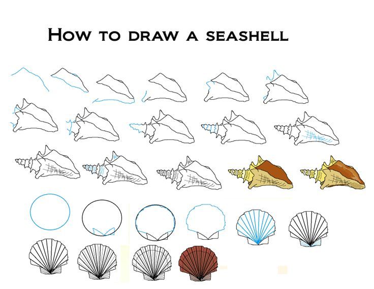 how to draw seashells - Google Search | Seashell drawing, Drawing