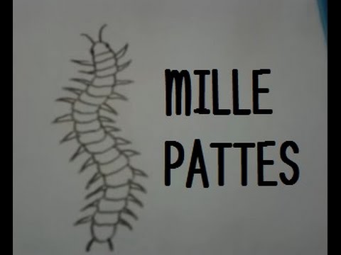 Dessiner un mille pattes - YouTube