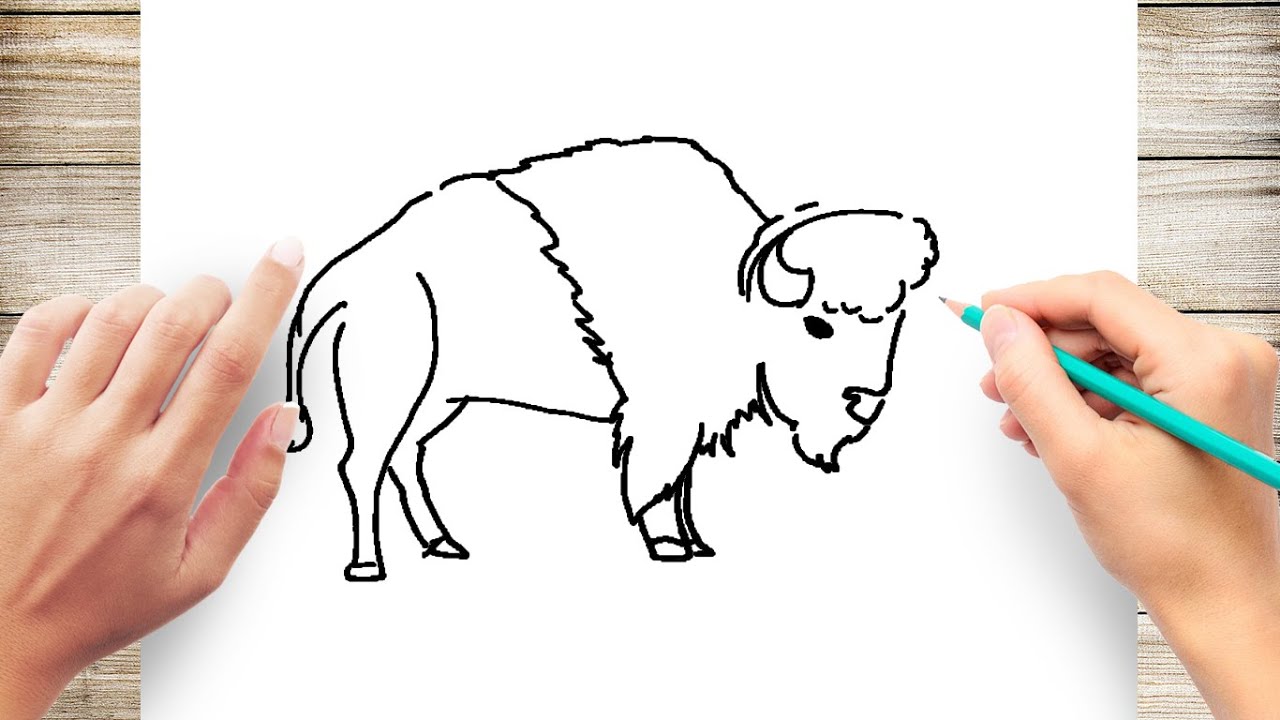 How to Draw Bison Step by Step Easy for Kids - YouTube