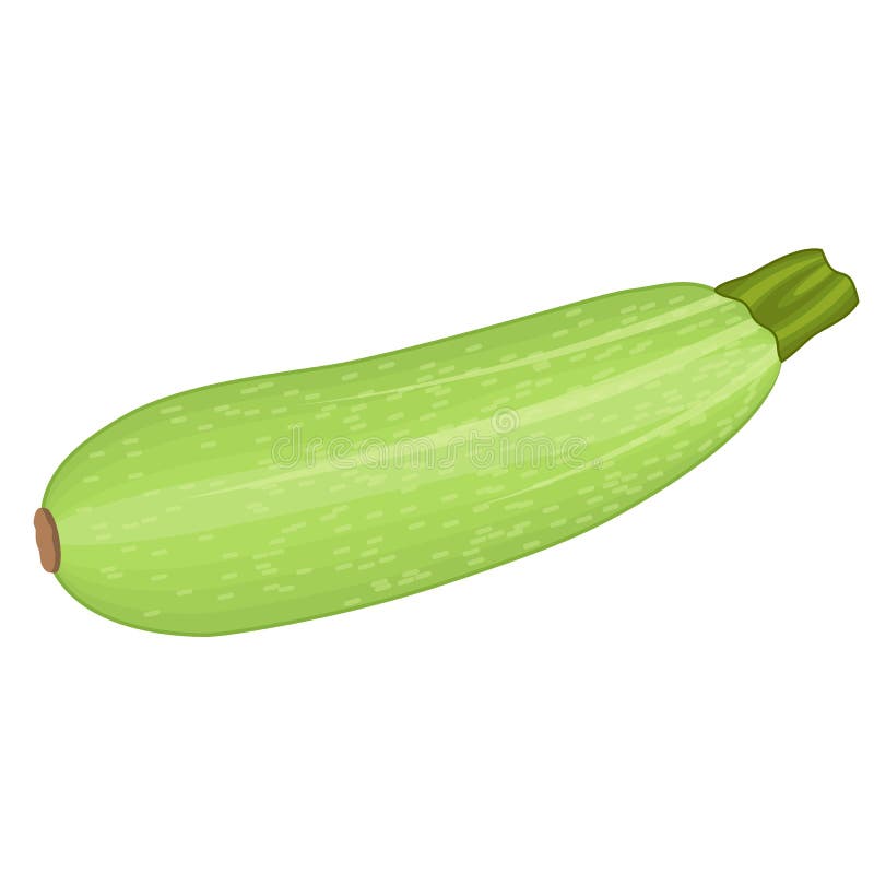 Courgette De Dessin Stock Illustrations, Vecteurs, & Clipart – (2,031